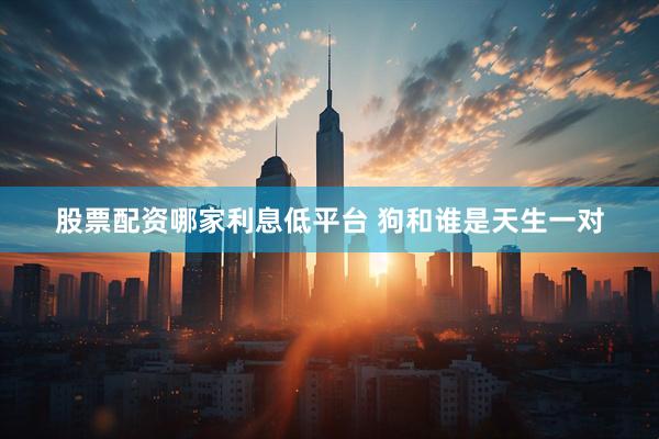 股票配资哪家利息低平台 狗和谁是天生一对